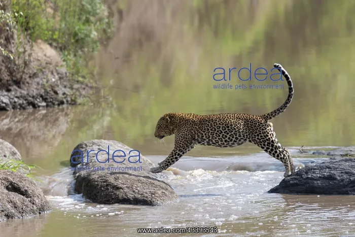 : LEOPARD. Afrique, Afrique de l'Est, Kenya, Rserve nationale du Masai Mara : LEOPARD. Afrique, Afrique de l'Est, Kenya, Rserve nationale du Masai Mara