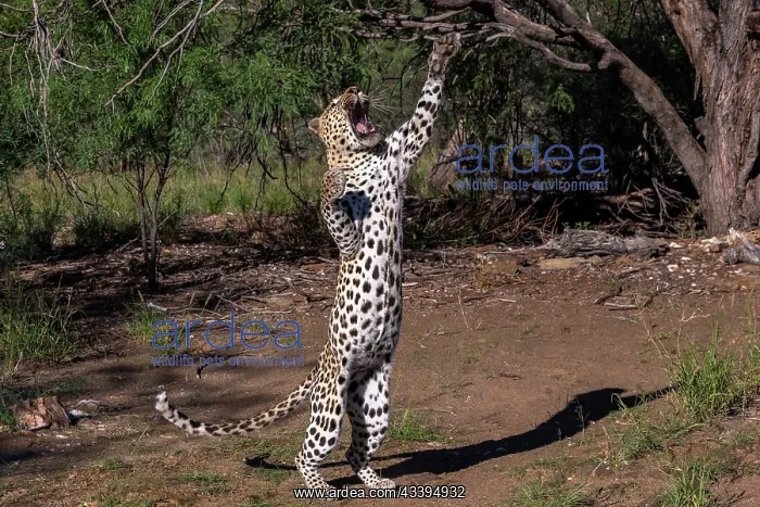 : LEOPARD. Africa, Namibia, Private reserve, Adult under controlled conditions : LEOPARD. Africa, Namibia, Private reserve, Adult under controlled conditions