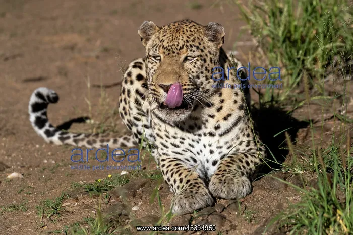 : LEOPARD. Africa, Namibia, Private reserve, Adult under controlled conditions : LEOPARD. Africa, Namibia, Private reserve, Adult under controlled conditions