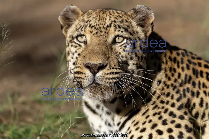 : LEOPARD. Africa, Namibia, Private reserve, Adult under controlled conditions : LEOPARD. Africa, Namibia, Private reserve, Adult under controlled conditions