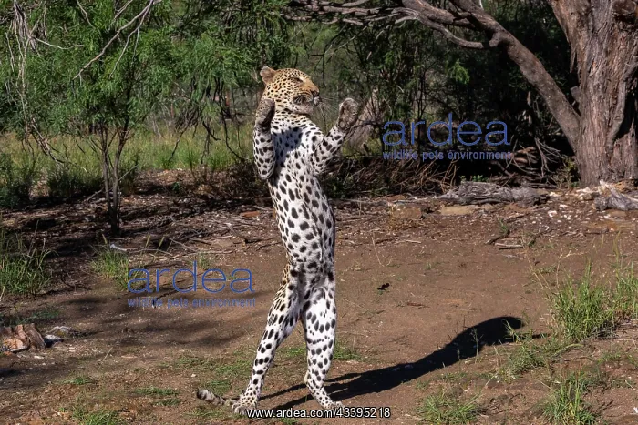 : LEOPARD. Africa, Namibia, Private reserve, Adult under controlled conditions : LEOPARD. Africa, Namibia, Private reserve, Adult under controlled conditions