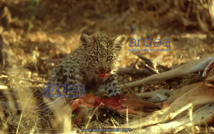 : LEOPARD - 8 week old cub feeding on impala foetus : LEOPARD - 8 week old cub feeding on impala foetus