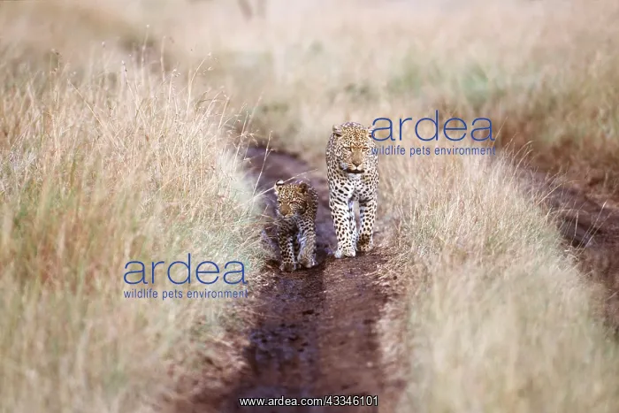 : LEOPARD - Adult and cub : LEOPARD - Adult and cub