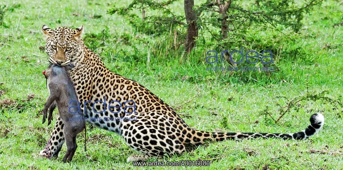 : Leopard adult female with freshly killed Warthog : Leopard adult female with freshly killed Warthog