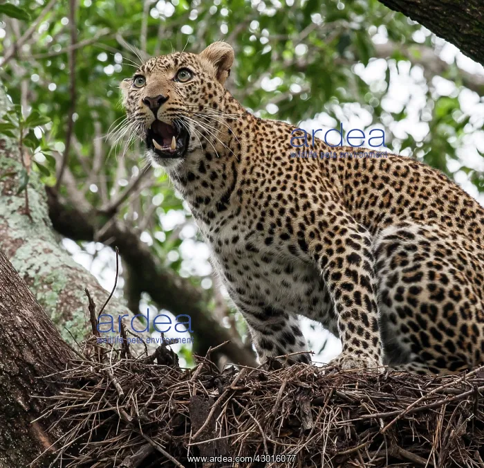 : Leopard adult female sitting on Hamerkop nest : Leopard adult female sitting on Hamerkop nest