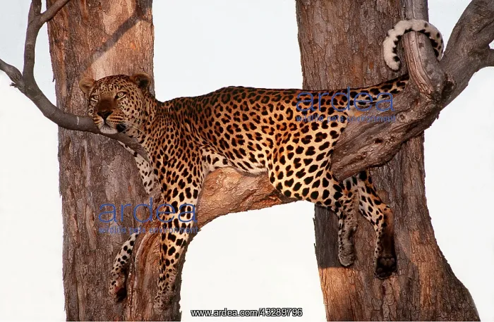 : LEOPARD - Alert, lying in tree : LEOPARD - Alert, lying in tree