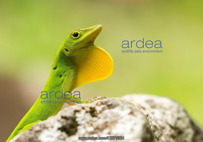 : Leopard Anole (Anolis marmoratus) displaying it : Leopard Anole (Anolis marmoratus) displaying it