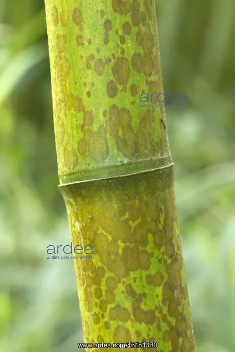 : Leopard Bamboo Yunzhu (Phyllostachys glauca) stem : Leopard Bamboo Yunzhu (Phyllostachys glauca) stem