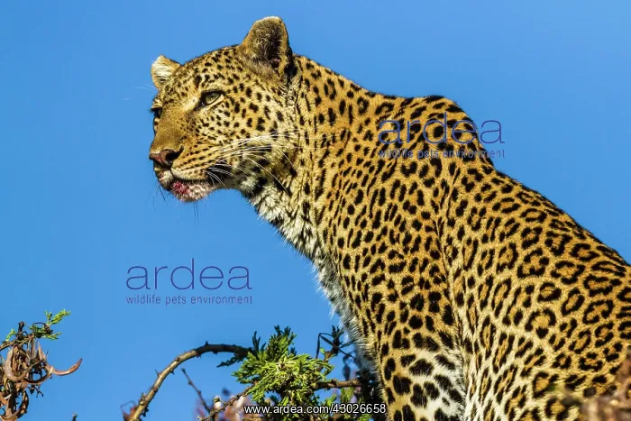  : Leopard with bloody nose from kill