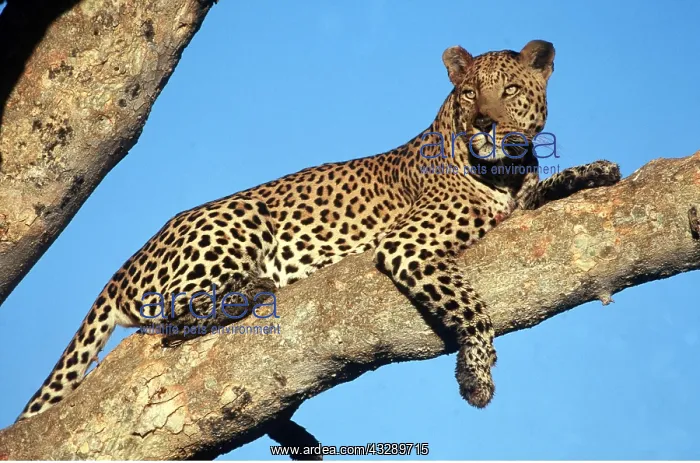 : LEOPARD - in branches : LEOPARD - in branches