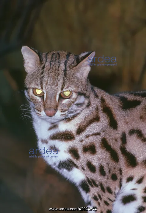  : Leopard Cat