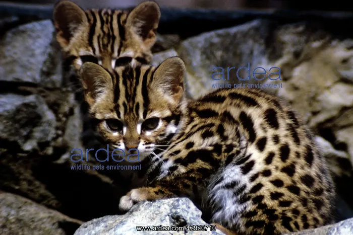 : LEOPARD CAT - WILD SPECIES : LEOPARD CAT - WILD SPECIES