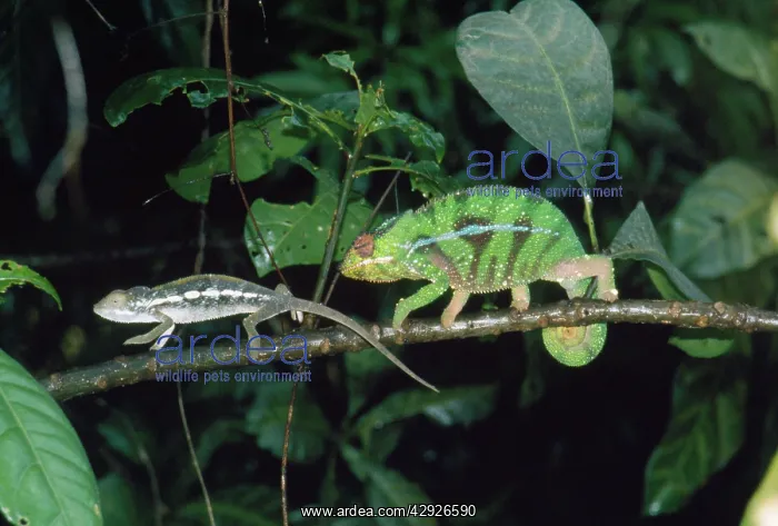  : Leopard CHAMELEONS - courting