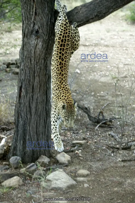 : Leopard - climbing down tree : Leopard - climbing down tree