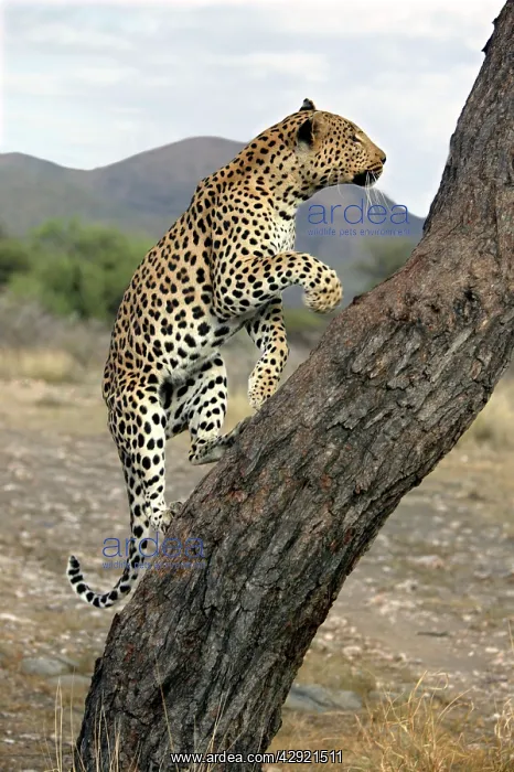 : Leopard - climbing tree : Leopard - climbing tree