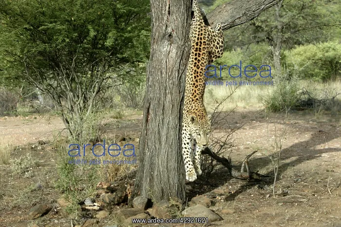 : Leopard - climbing down tree : Leopard - climbing down tree