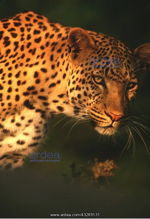 : LEOPARD - Close up of head : LEOPARD - Close up of head