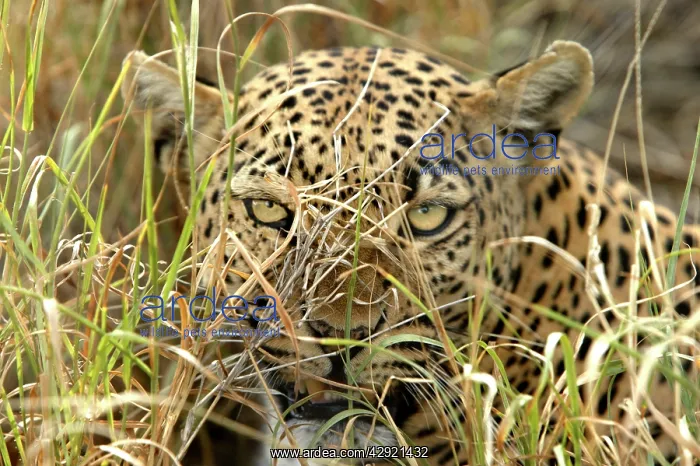  : Leopard - close-up of face