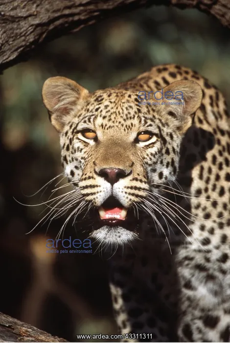 : LEOPARD - close-up of face with mouth open : LEOPARD - close-up of face with mouth open