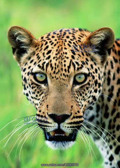 : Leopard - close-up of head : Leopard - close-up of head