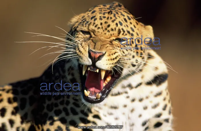 : LEOPARD - close-up of head growling : LEOPARD - close-up of head growling