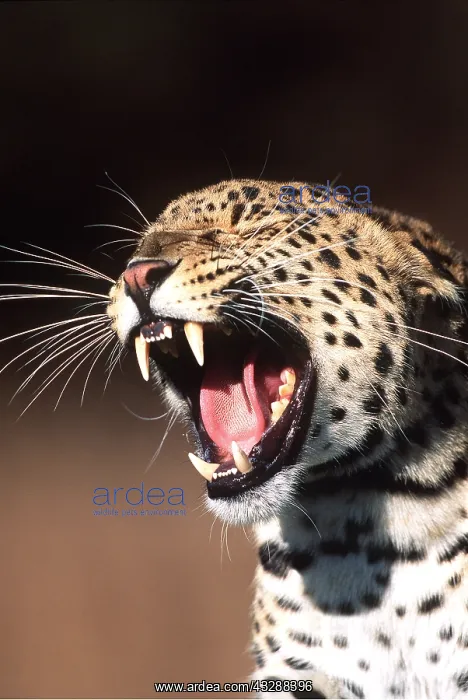 : LEOPARD - close-up of head roaring : LEOPARD - close-up of head roaring