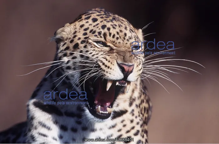 : LEOPARD - close-up of head roaring : LEOPARD - close-up of head roaring
