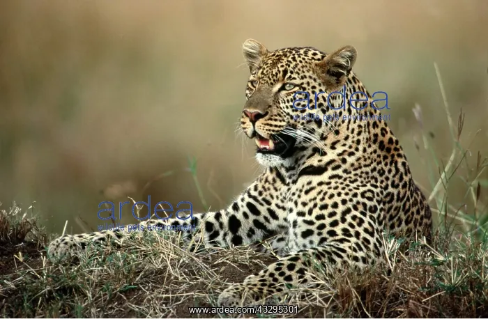  : LEOPARD - close-up of head and shoulders