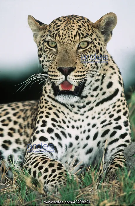 : LEOPARD - close-up looking at camera : LEOPARD - close-up looking at camera