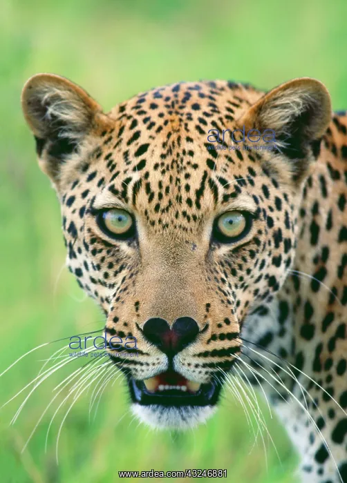 : LEOPARD - close-up mouth open and heart shaped nose : LEOPARD - close-up mouth open and heart shaped nose