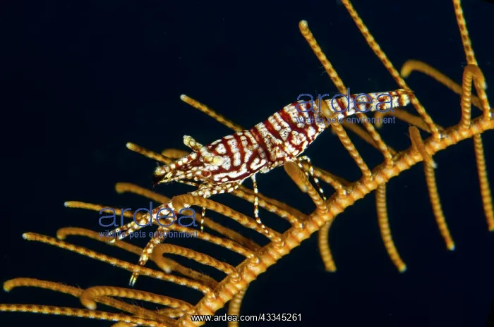 : Leopard Crinoid Shrimp - on Crinoid (Comatulida : Leopard Crinoid Shrimp - on Crinoid (Comatulida