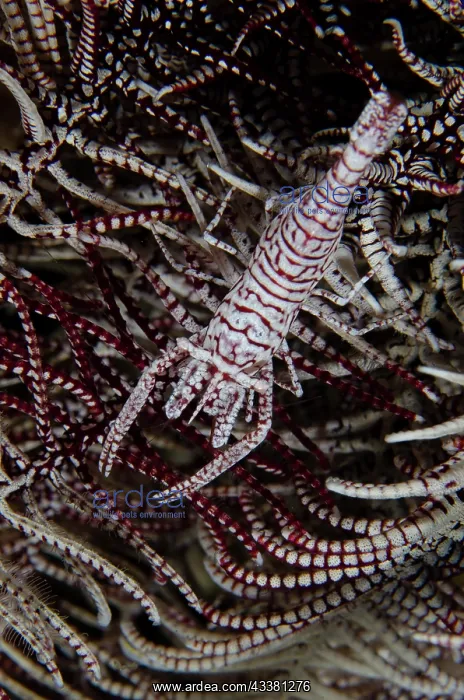 : Leopard Crinoid Shrimp - on Crinoid (Comatulida : Leopard Crinoid Shrimp - on Crinoid (Comatulida