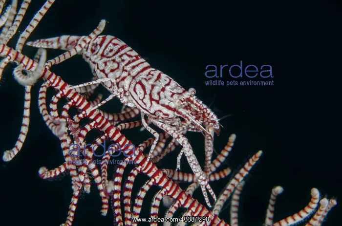 : Leopard Crinoid Shrimp - on Crinoid (Comatulida : Leopard Crinoid Shrimp - on Crinoid (Comatulida