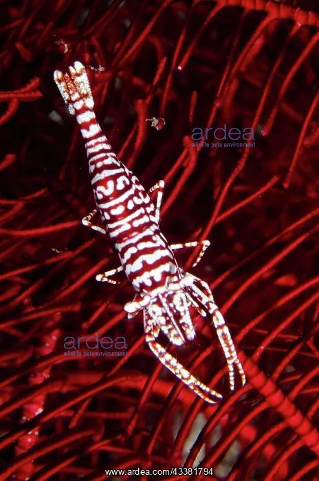 : Leopard Crinoid Shrimp - on Crinoid (Comatulida : Leopard Crinoid Shrimp - on Crinoid (Comatulida