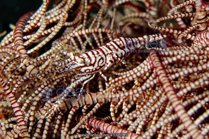 : Leopard Crinoid Shrimpn - on Crinoid (Comatulida : Leopard Crinoid Shrimpn - on Crinoid (Comatulida