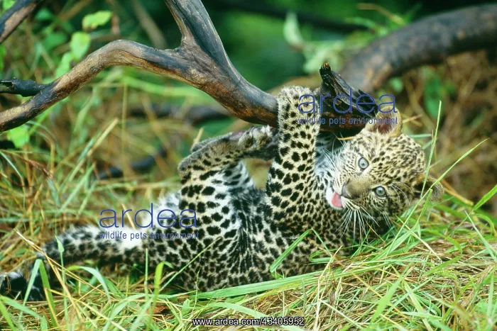  : Leopard - Cub 2 months old
