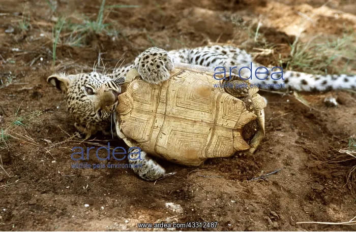: Leopard Cub attacking Tortoise : Leopard Cub attacking Tortoise