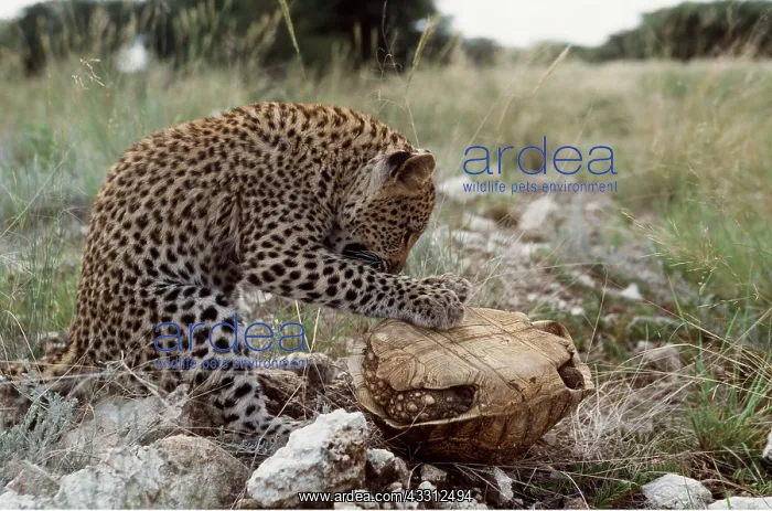 : Leopard Cub attacking Tortoise : Leopard Cub attacking Tortoise