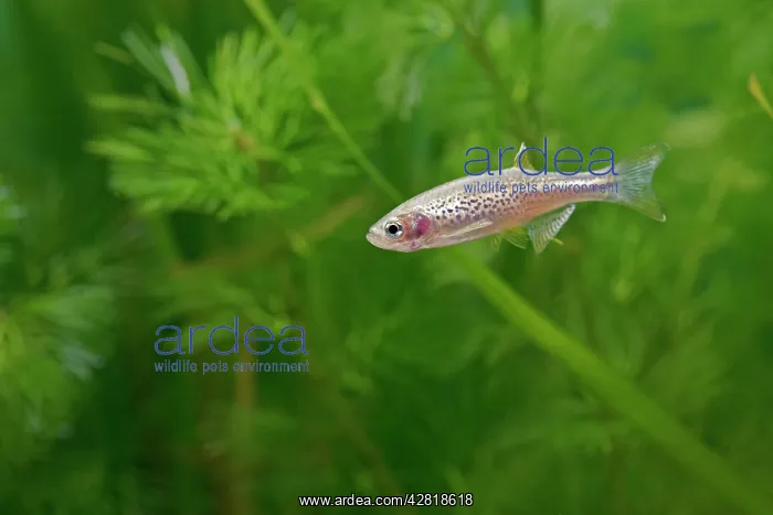 : Leopard Danio Fish - side view by weeds : Leopard Danio Fish - side view by weeds