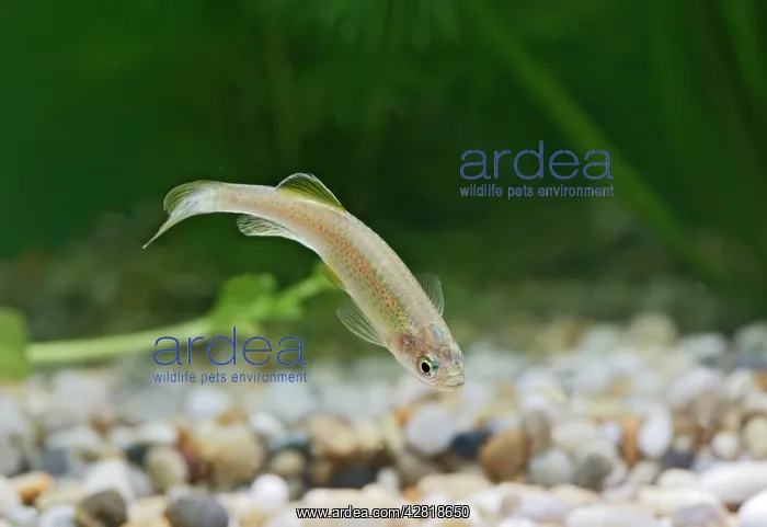 : Leopard Danio Fish - side view by weeds : Leopard Danio Fish - side view by weeds