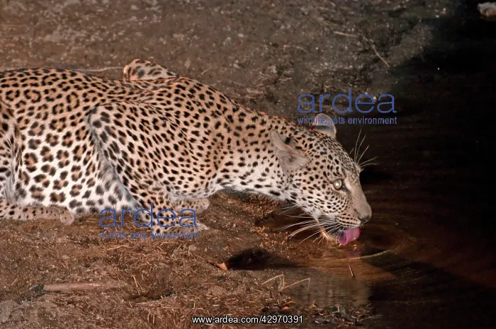 : Leopard - drinking at night : Leopard - drinking at night