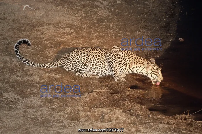 : Leopard - drinking at night : Leopard - drinking at night