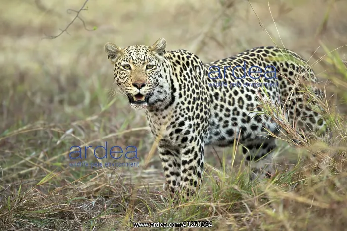  : Leopard - after feeding - Botswana, Africa