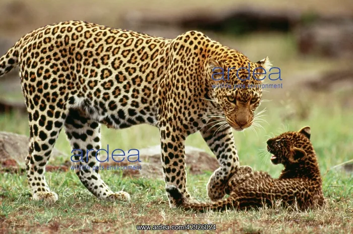 : Leopard - female with 2 month old cub : Leopard - female with 2 month old cub