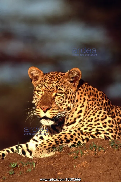 : LEOPARD - female : LEOPARD - female