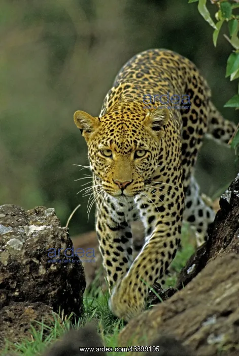 : Leopard - female : Leopard - female