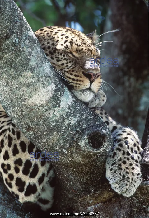  : LEOPARD - female, close-up asleep in tree