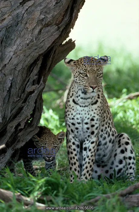 : Leopard - female with cub : Leopard - female with cub