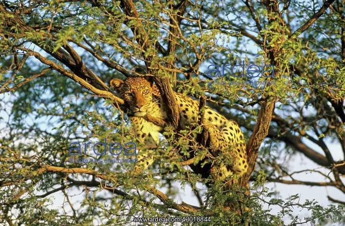 : Leopard female resting in a Camelthorn Tree (Acacia : Leopard female resting in a Camelthorn Tree (Acacia