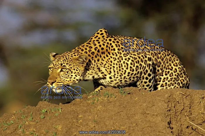 : Leopard - female stalking prey : Leopard - female stalking prey